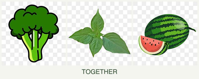 Can you plant broccoli, basil and melons together?