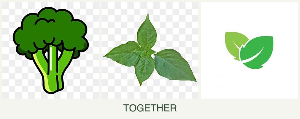 Can you plant broccoli, basil and mint together?