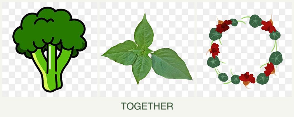 Can you plant broccoli, basil and nasturtiums together?