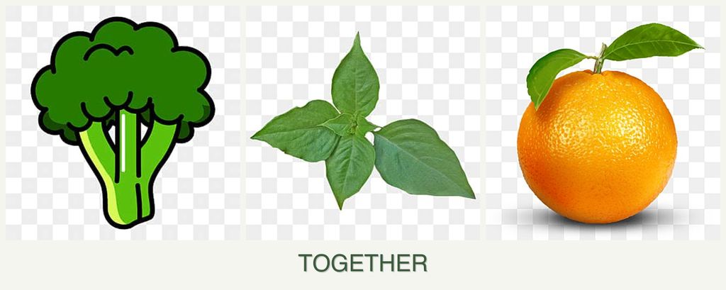 Can you plant broccoli, basil and oranges together?
