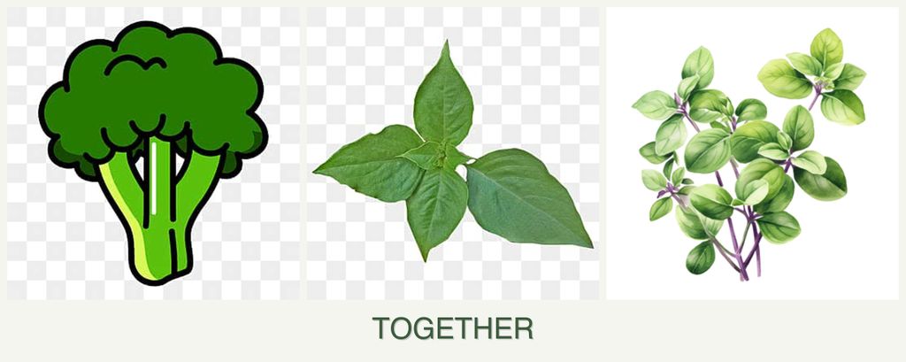 Can you plant broccoli, basil and oregano together?