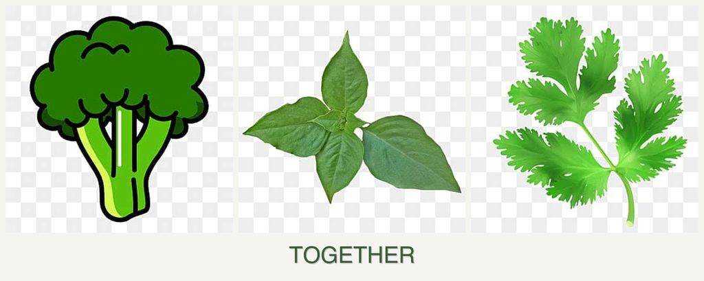 Can you plant broccoli, basil and parsley together?