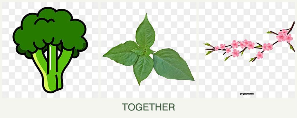 Can you plant broccoli, basil and peaches together?