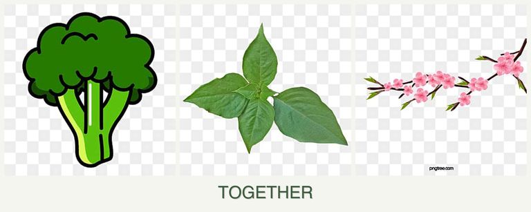 Can you plant broccoli, basil and peaches together?