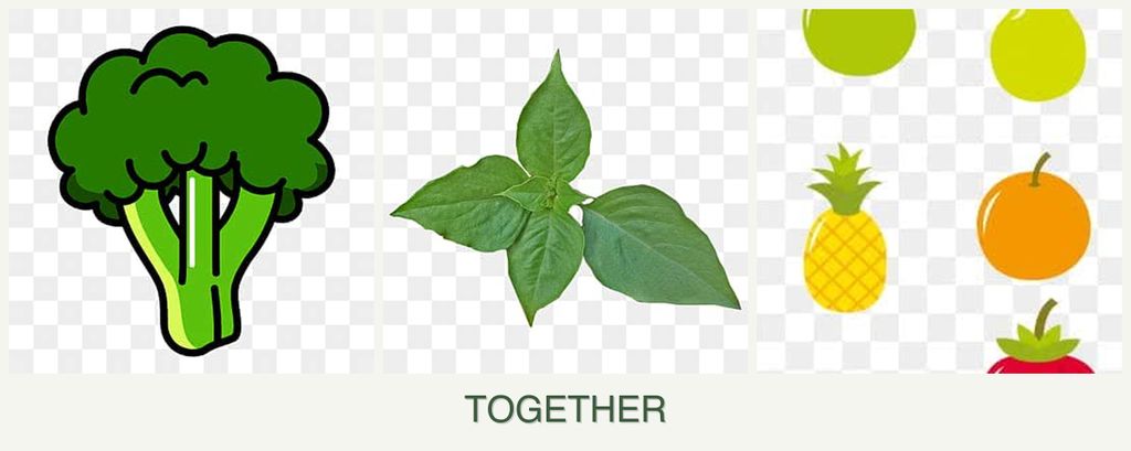 Can you plant broccoli, basil and pears together?