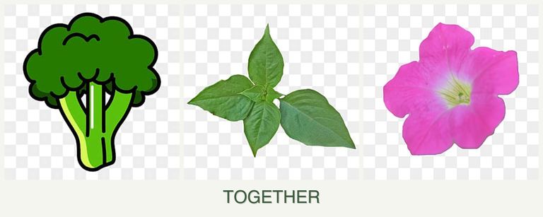 Can you plant broccoli, basil and petunias together?