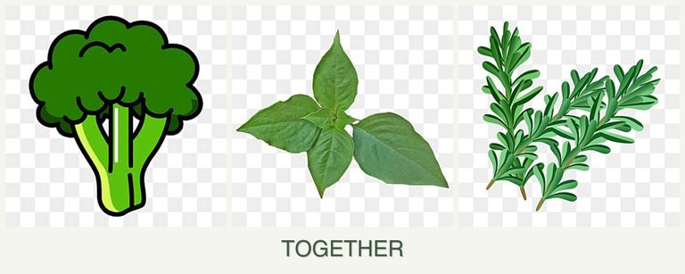 Can you plant broccoli, basil and rosemary together?