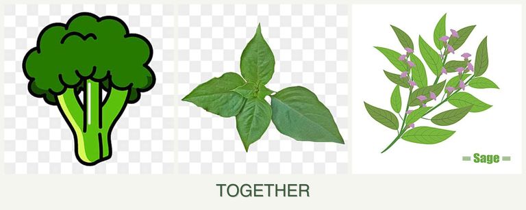 Can you plant broccoli, basil and sage together?