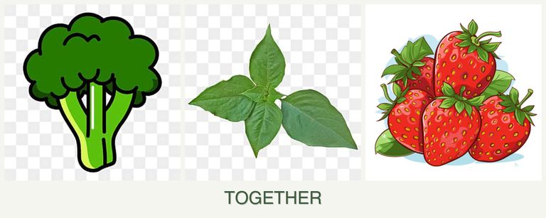 Can you plant broccoli, basil and strawberries together?
