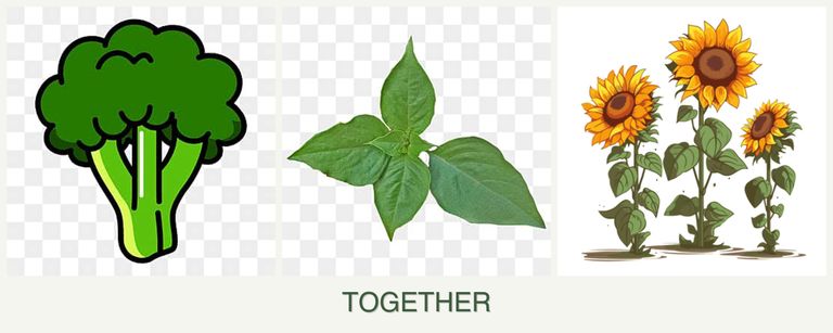 Can you plant broccoli, basil and sunflowers together?