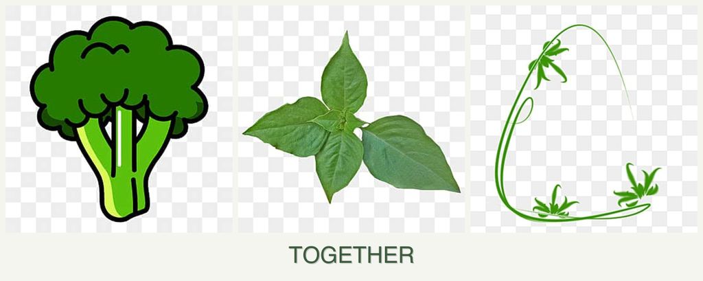 Can you plant broccoli, basil and tarragon together?