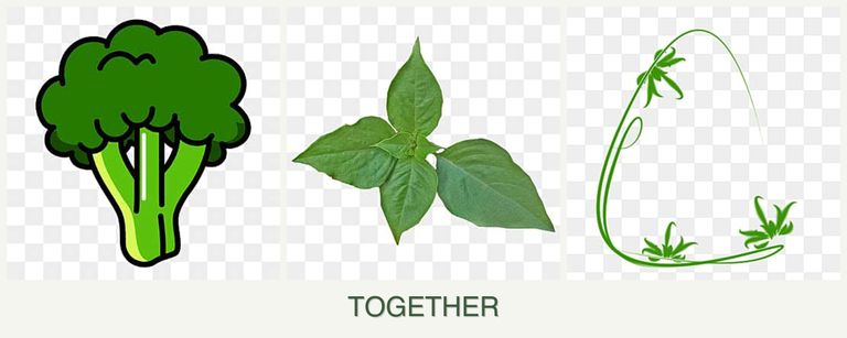 Can you plant broccoli, basil and tarragon together?
