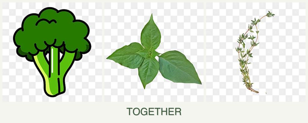 Can you plant broccoli, basil and thyme together?