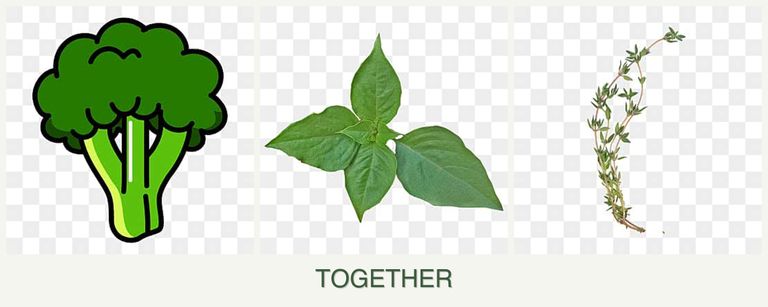 Can you plant broccoli, basil and thyme together?