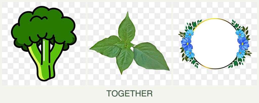 Can you plant broccoli, basil and zinnias together?