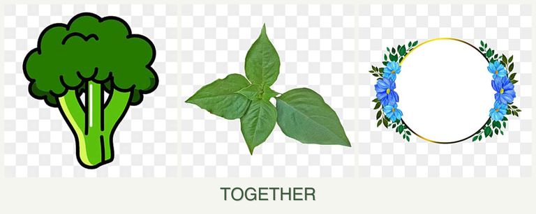 Can you plant broccoli, basil and zinnias together?
