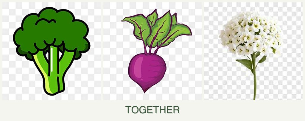 Can you plant broccoli, beets and alyssum together?
