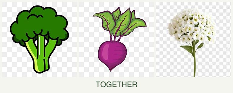 Can you plant broccoli, beets and alyssum together?