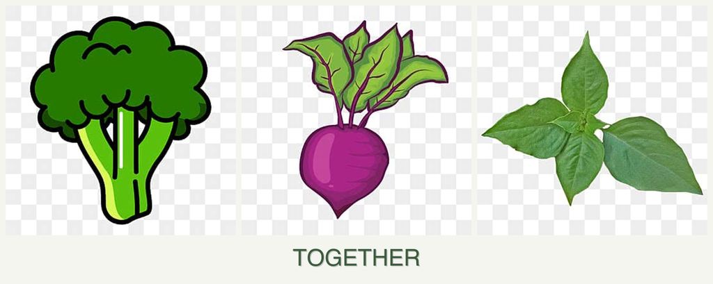 Can you plant broccoli, beets and basil together?