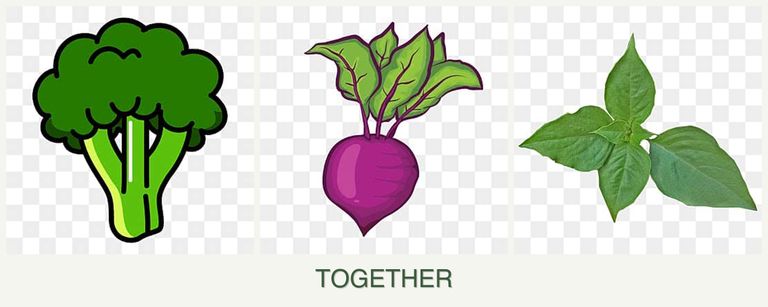 Can you plant broccoli, beets and basil together?
