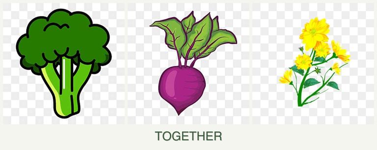 Can you plant broccoli, beets and calendula together?