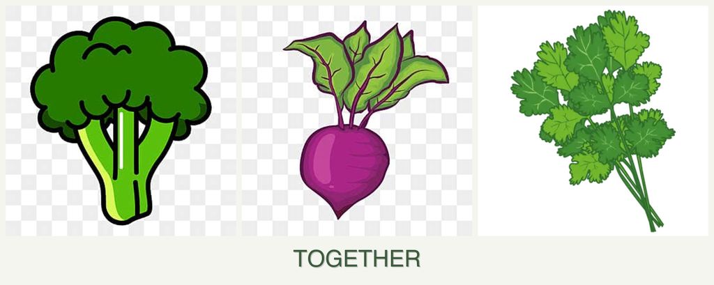 Can you plant broccoli, beets and cilantro together?