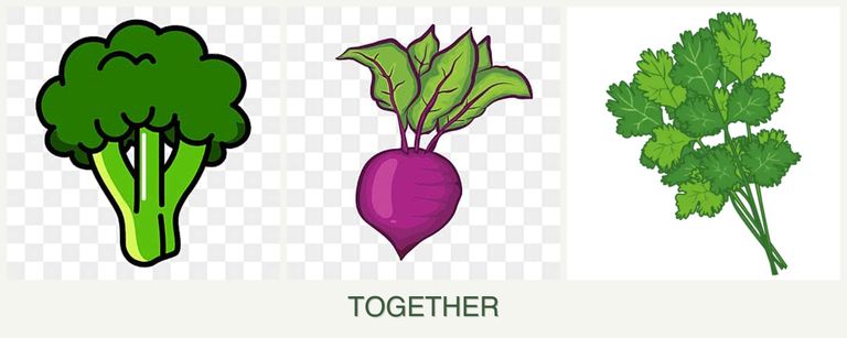 Can you plant broccoli, beets and cilantro together?