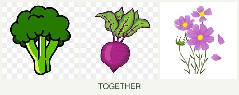 Can you plant broccoli, beets and cosmos together?