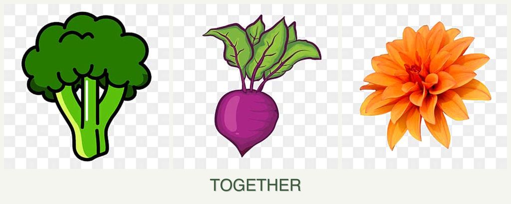 Can you plant broccoli, beets and dahlias together?