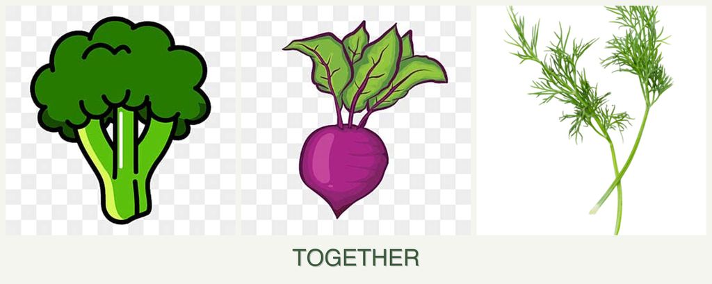 Can you plant broccoli, beets and dill together?