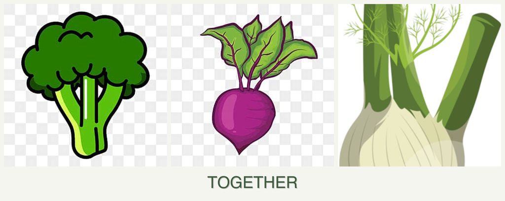 Can you plant broccoli, beets and fennel together?