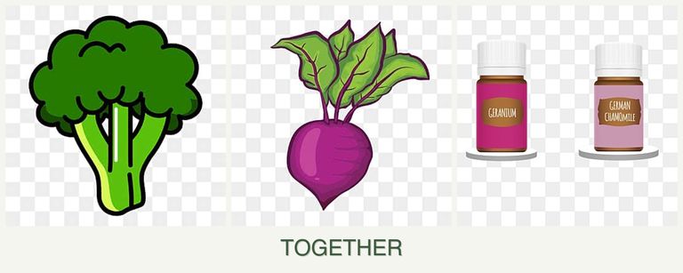Can you plant broccoli, beets and geraniums together?