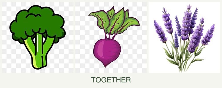 Can you plant broccoli, beets and lavender together?