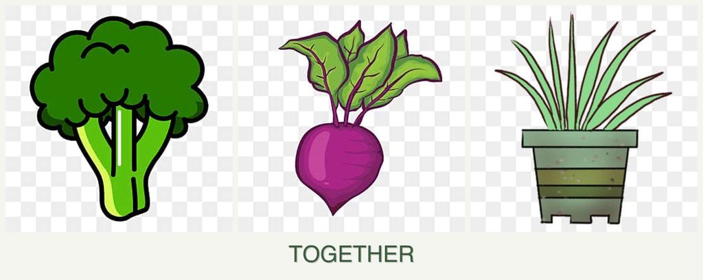 Can you plant broccoli, beets and lemongrass together?