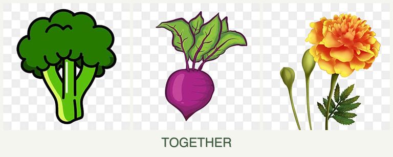 Can you plant broccoli, beets and marigolds together?
