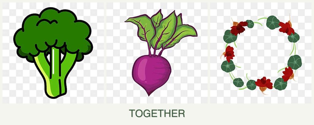 Can you plant broccoli, beets and nasturtiums together?