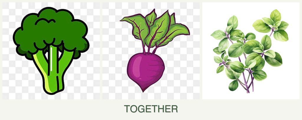 Can you plant broccoli, beets and oregano together?