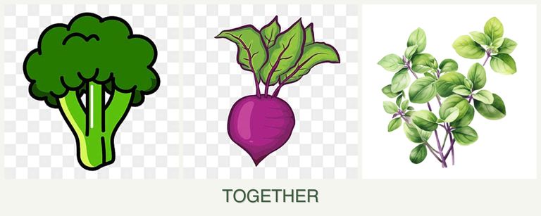 Can you plant broccoli, beets and oregano together?
