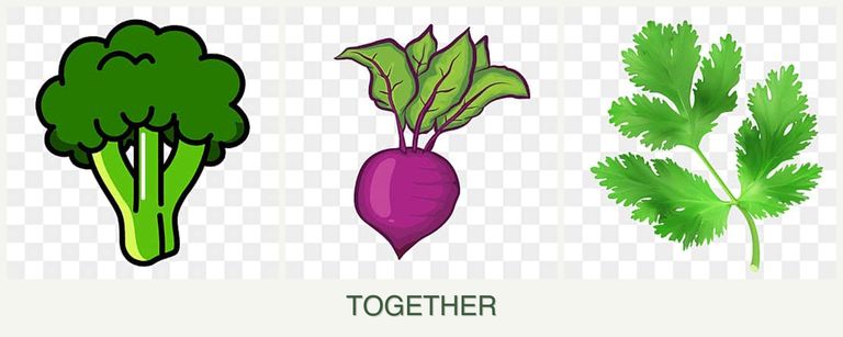 Can you plant broccoli, beets and parsley together?