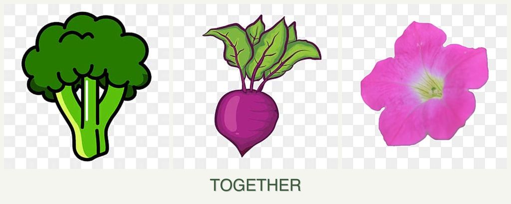 Can you plant broccoli, beets and petunias together?