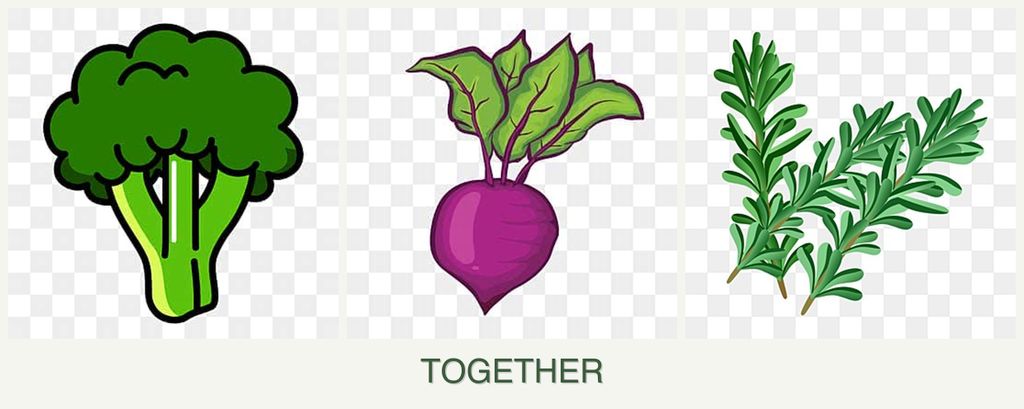 Can you plant broccoli, beets and rosemary together?
