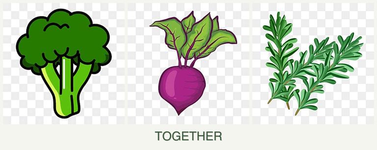 Can you plant broccoli, beets and rosemary together?