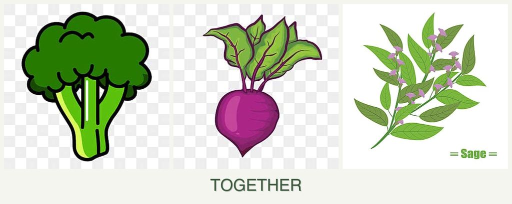 Can you plant broccoli, beets and sage together?