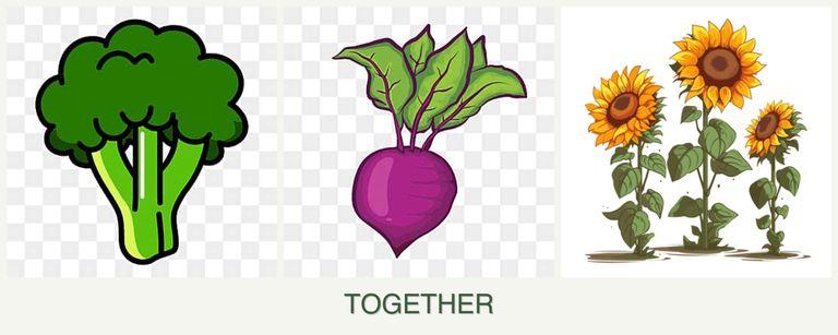 Can you plant broccoli, beets and sunflowers together?