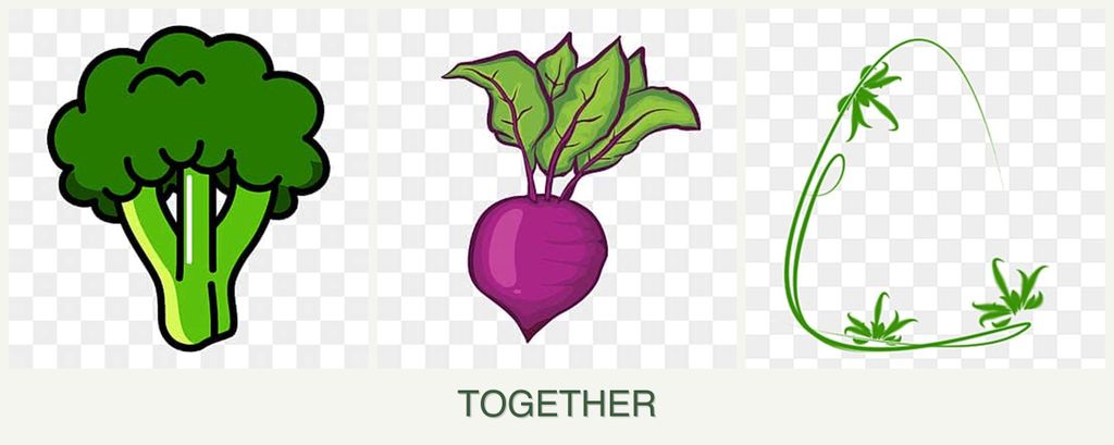 Can you plant broccoli, beets and tarragon together?