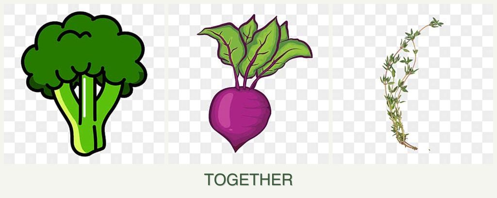 Can you plant broccoli, beets and thyme together?