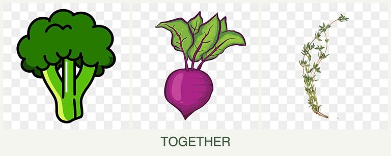 Can you plant broccoli, beets and thyme together?