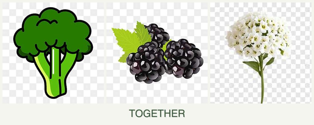 Can you plant broccoli, blackberries and alyssum together?