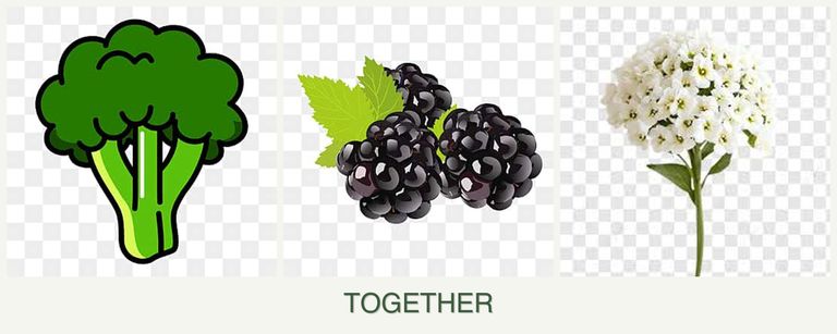 Can you plant broccoli, blackberries and alyssum together?