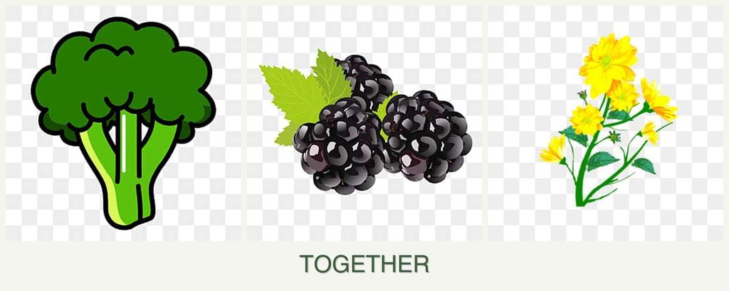 Can you plant broccoli, blackberries and calendula together?